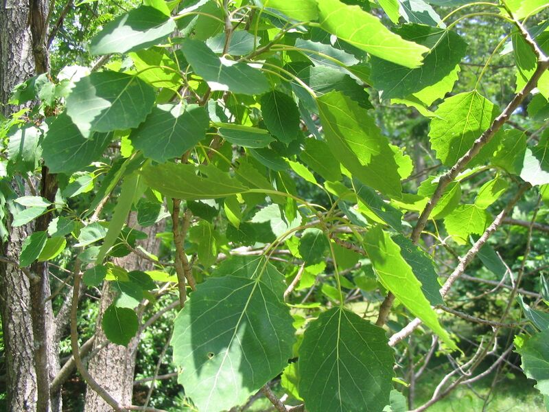 ملف:Populus grandidentata.JPG