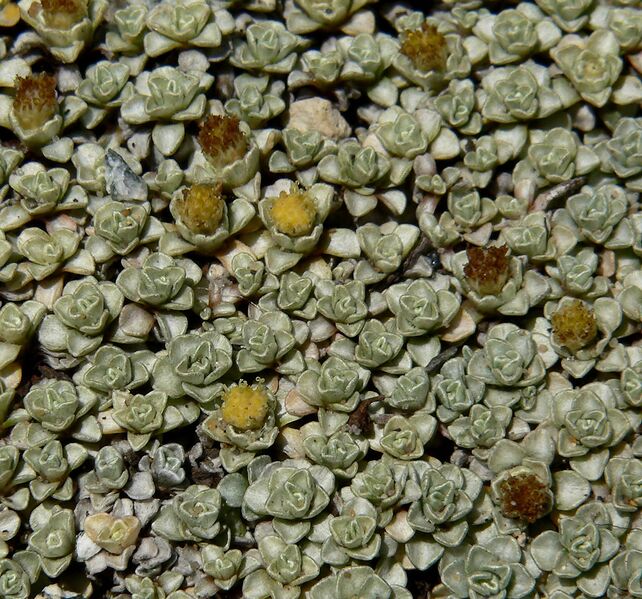 ملف:Raoulia hookeri 2.jpg