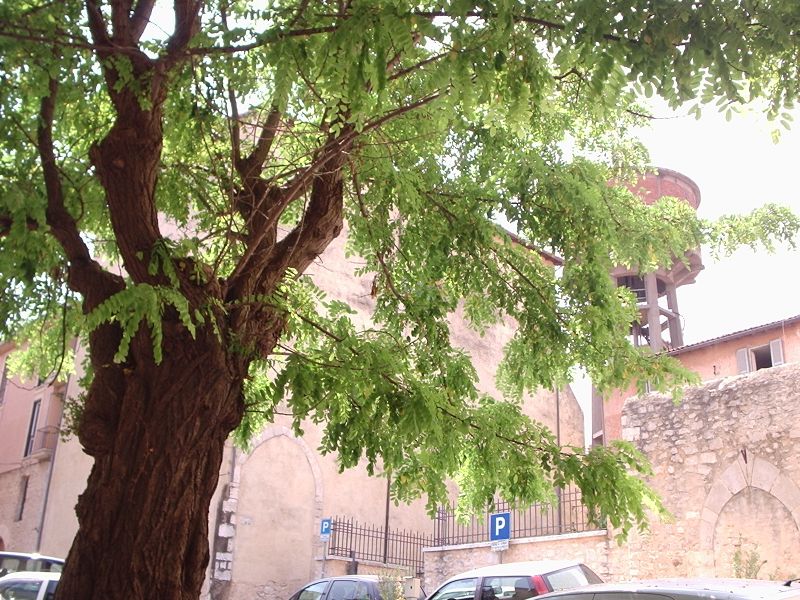 ملف:Robinia Priverno.JPG