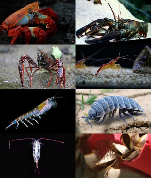 ملف:Crustacea diversity.jpg