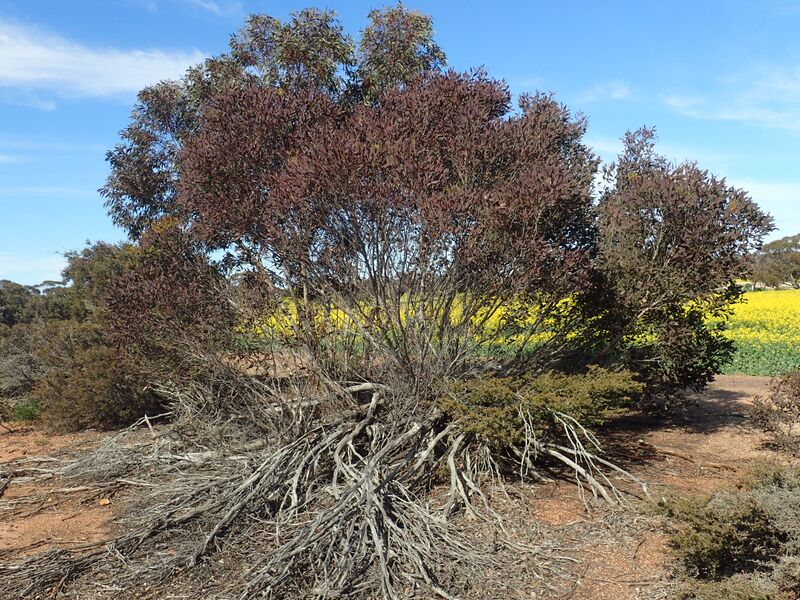 ملف:Eucalyptus gardneri habit.jpg