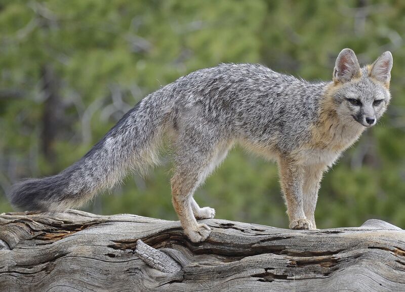 ملف:Gray fox.jpg