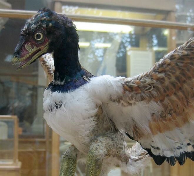 ملف:Archaeopteryx-model.jpg