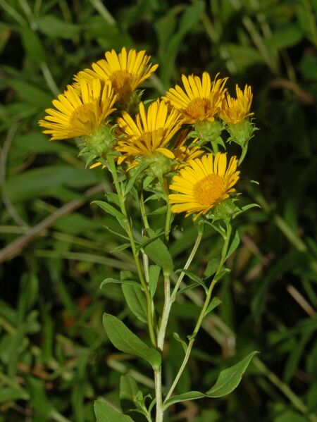 ملف:Asteraceae - Inula spiraeifolia-3.JPG