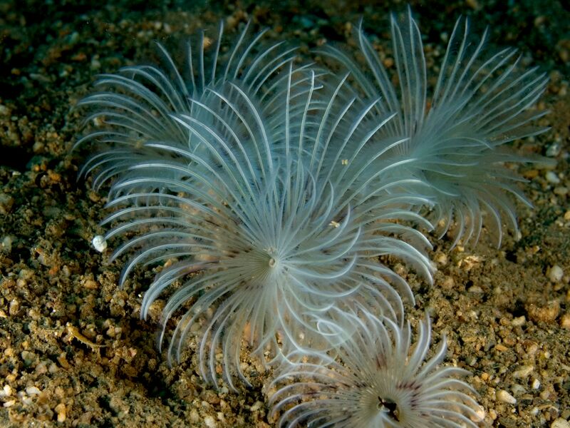 ملف:Bispira sp. (Tubeworm).jpg