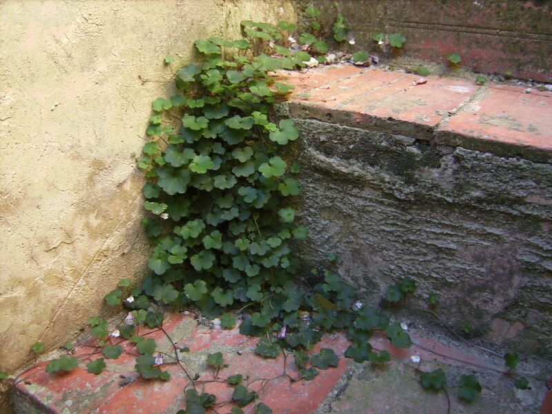 ملف:Cymbalaria muralis Selves.JPG