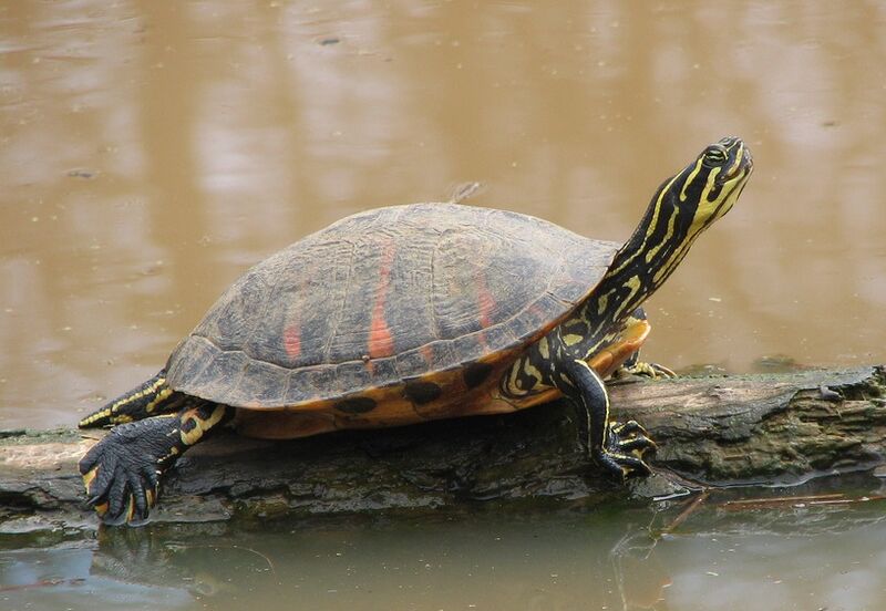 ملف:Florida Redbelly Turtle.jpg