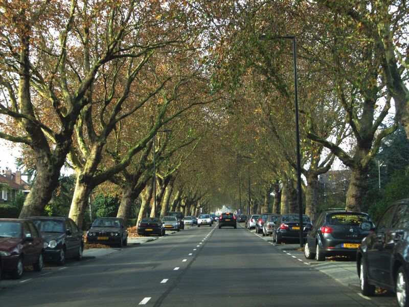 ملف:Molenlaan (Rotterdam).jpg