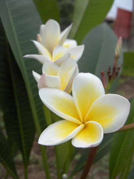 ملف:Plumeria-1-KayEss-1.jpeg