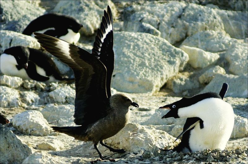 ملف:Skua and penguin.jpeg