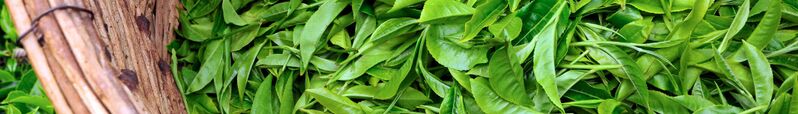 ملف:Tea Banner3.jpg