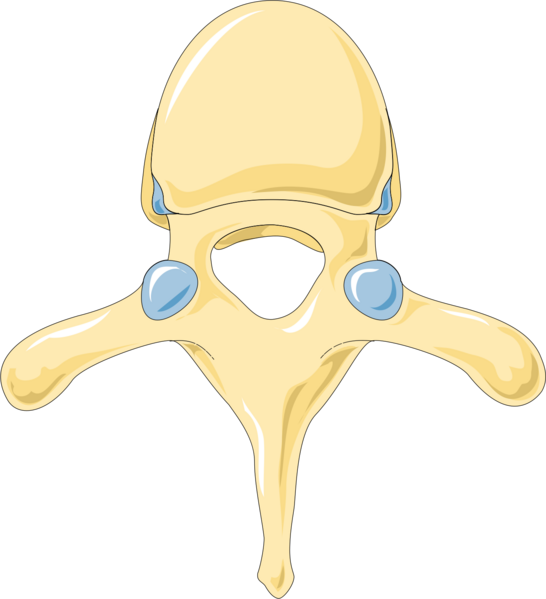 ملف:Vertebra 1 -- Smart-Servier.png