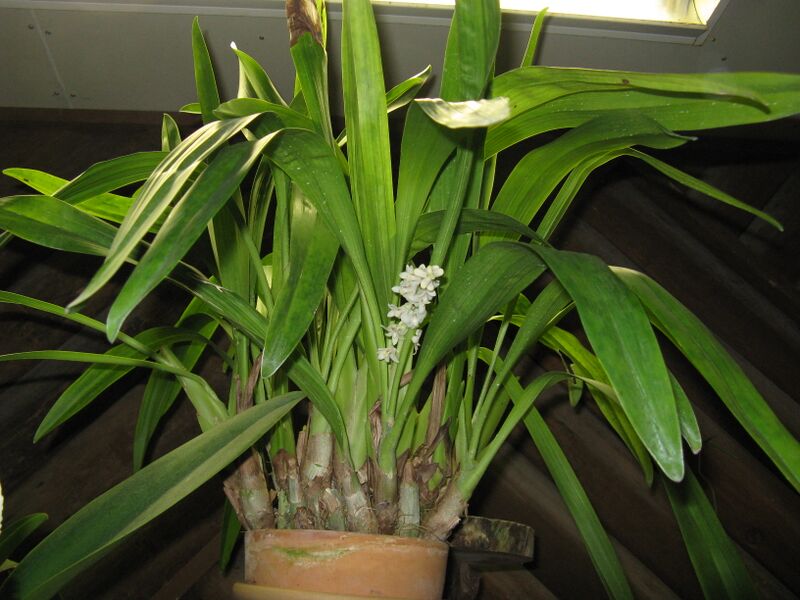 ملف:Bryobium hyacinthoides2.jpg
