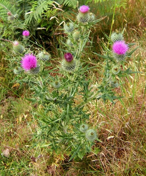 ملف:Cirsium vulgare Harthope.jpg