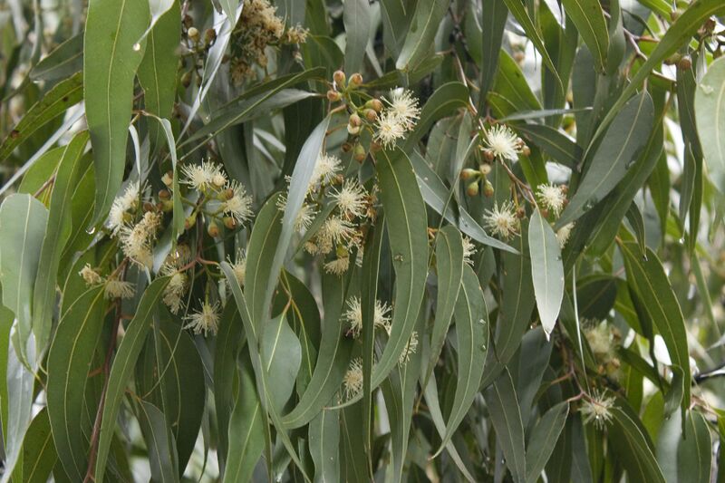 ملف:Eucalyptus maculata (1).jpg
