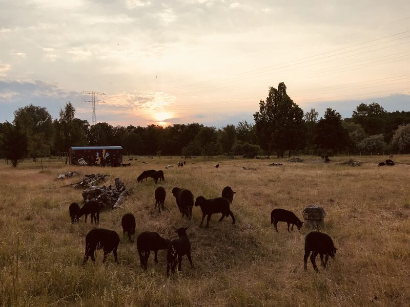 ملف:Lämmer am Abend.jpg