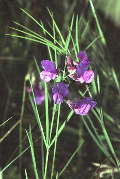 ملف:Lathyrus bauhinii1 eF.jpg