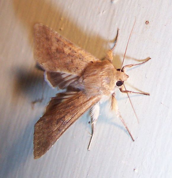 ملف:Moth.jpg