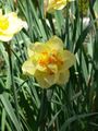 Yellow Daffodil