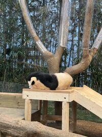 Fu Bao 20240115 02.jpg