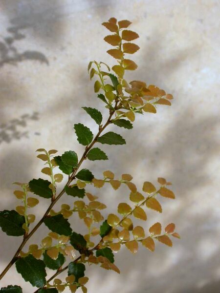 ملف:Nothofagus cunninghamii.JPG