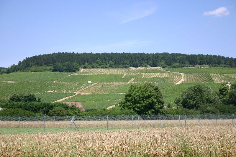 ملف:Vineyards in Chablis.jpg