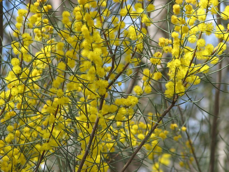 ملف:Acacia rigens.jpg