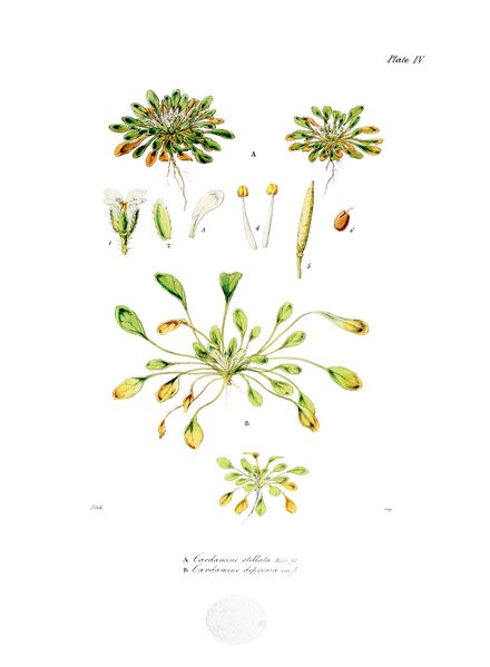 ملف:Botany of Antarctica-PL004-0013.jpg