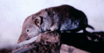 Crocidura flavescens.gif