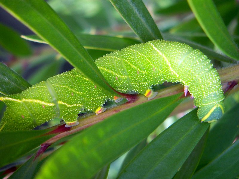 ملف:Poplar hawk-moth.jpg