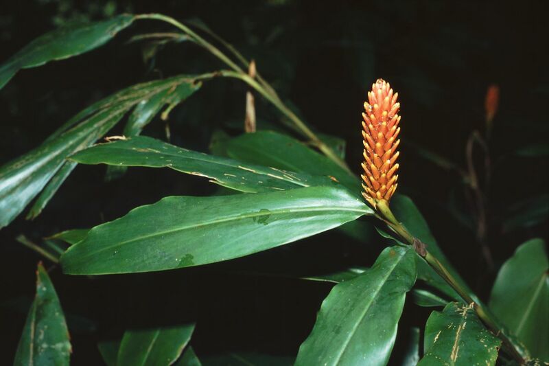 ملف:Renealmia cernua 1.jpg