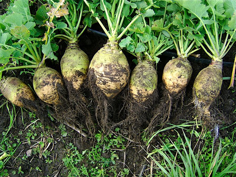 ملف:Rutabaga, variety nadmorska.JPG