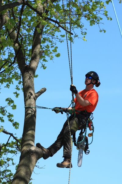 ملف:Tree Climber.jpg