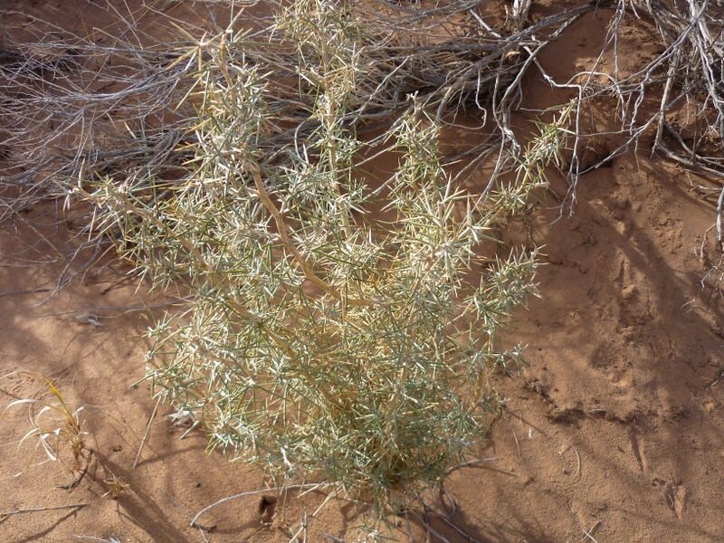 ملف:Anarthrophyllum macrophyllum.JPG