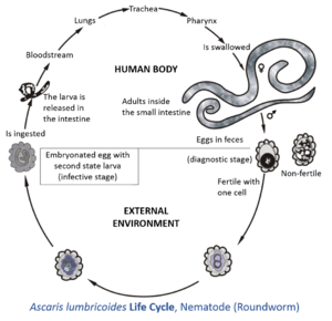 Ascaris lumbricoides life cycle.tif