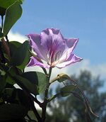 Bauhinia variegata (25219815170).jpg