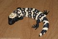 Heloderma suspectum 'suspectum' 2.jpg