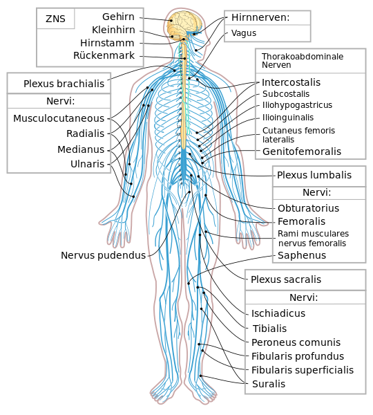 ملف:Nervous system diagram-de.svg