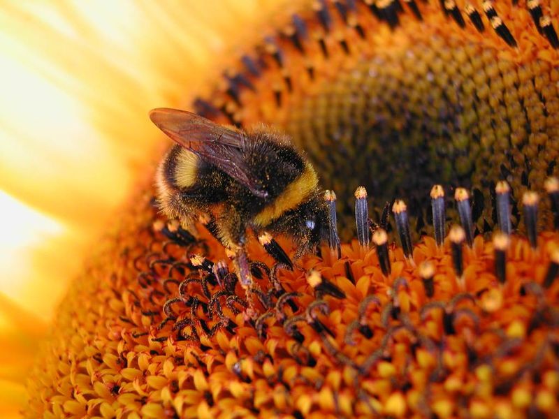 ملف:Sunflower Bumbebee.jpg