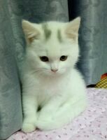 Two-month-old female blue and white hawksbill British shorthair kitten