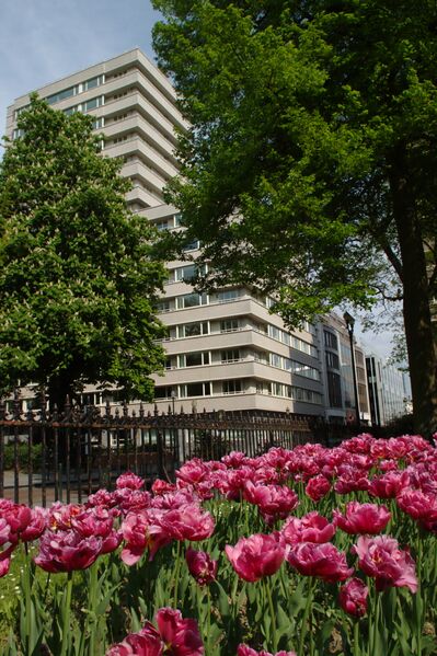 ملف:Brusel, Rue Luxembourg, růže.jpg