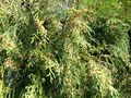 Cupressus funebris.jpg