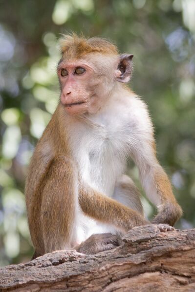 ملف:Macaca sinica - 01.jpg