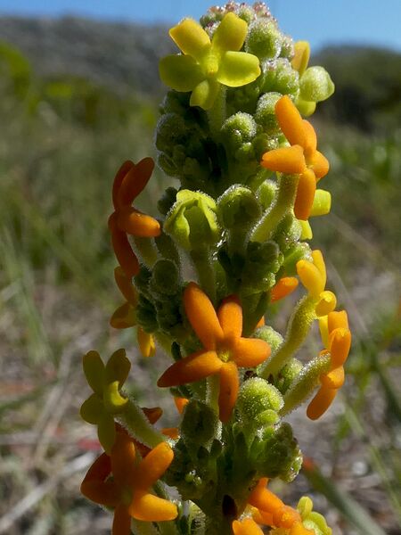 ملف:Manulea tomentosa Hangklip 02.jpg