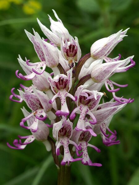ملف:Orchis simia Saarland 01.jpg
