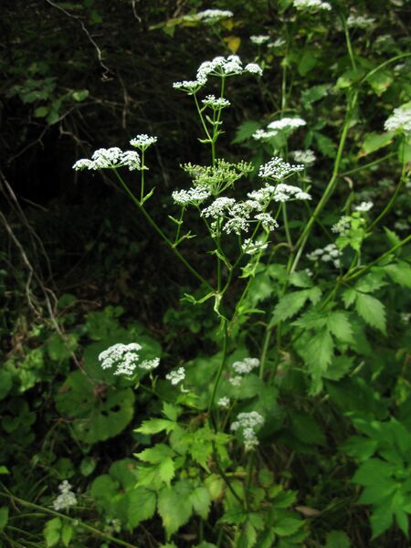 ملف:Ostericum sieboldii 1.JPG