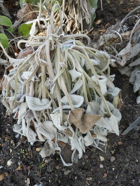 ملف:Phlomis bovei (Labiatae).jpg