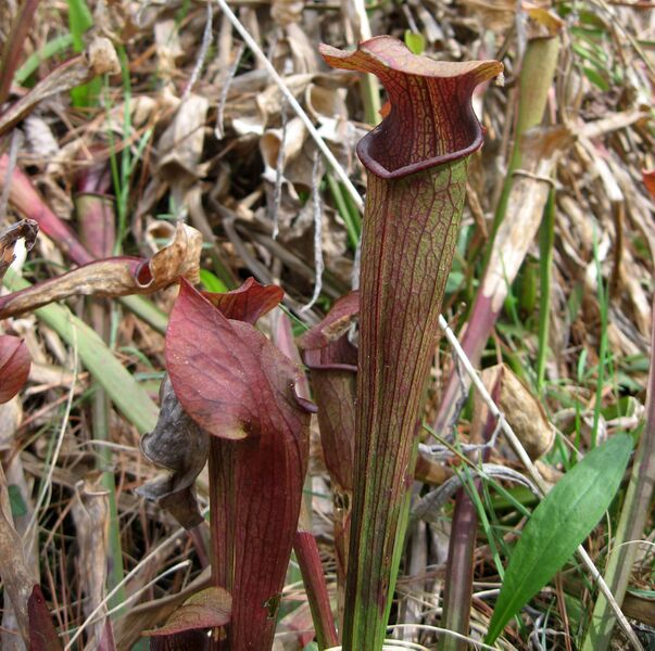 ملف:Sarracenia jonesii.jpg