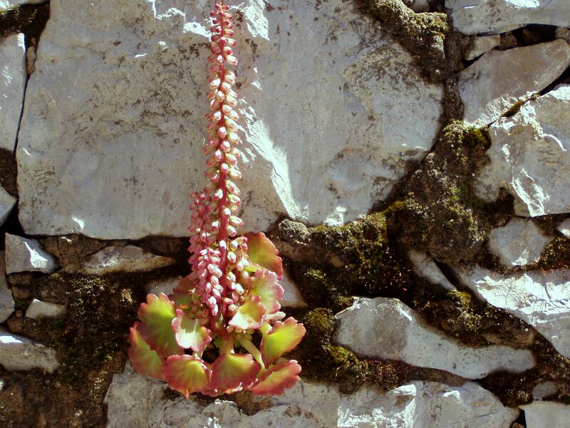ملف:Umbilicus rupestris red.jpg