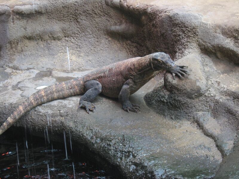 ملف:Varan komodský 3.jpg